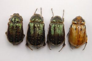 Rutelinae spp. A1 ♂♀ SET of 4 sp.