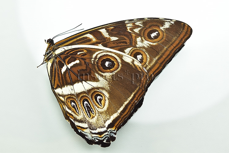 Morpho cisseis gahua f. phadena ♂ GOOD PRICE - Image 2