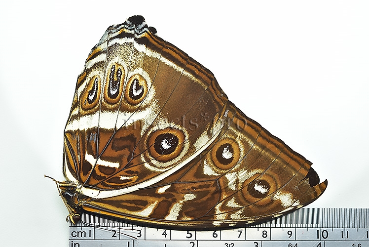 Morpho cisseis gahua f. phadena ♂ GOOD PRICE - Image 3