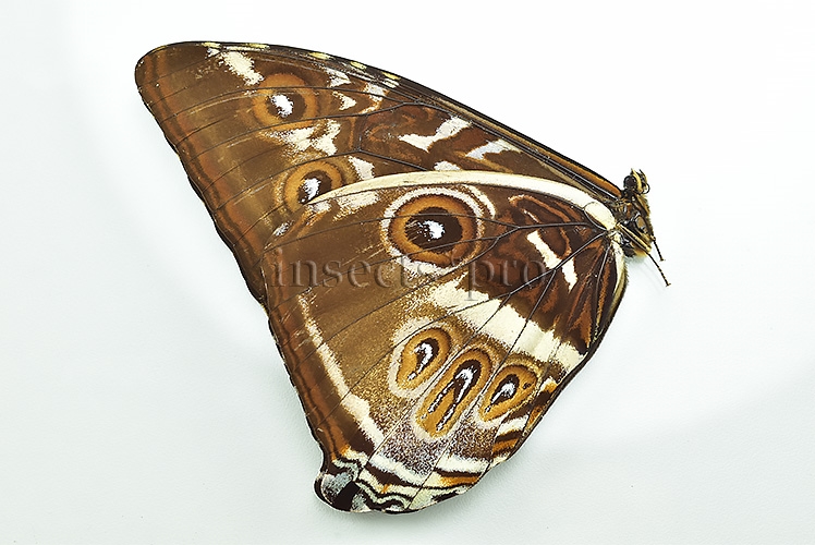 Morpho cisseis gahua f. phadena ♂ GOOD PRICE - Image 2