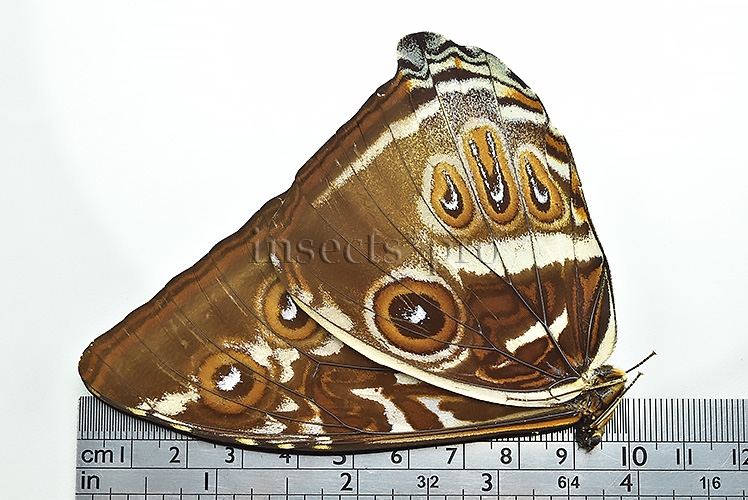 Morpho cisseis gahua f. phadena ♂ GOOD PRICE - Image 3