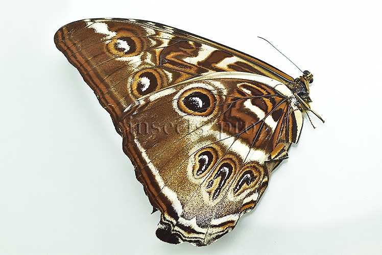 Morpho cisseis gahua f. gahua ♂ GOOD PRICE - Image 2