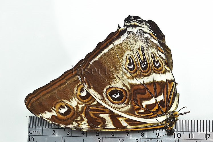 Morpho cisseis gahua f. gahua ♂ GOOD PRICE - Image 3