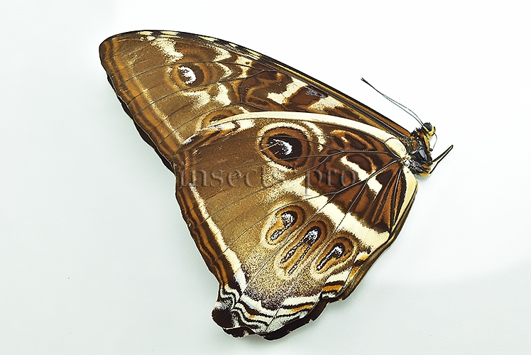 Morpho cisseis gahua f. gahua ♂ GOOD PRICE - Image 2