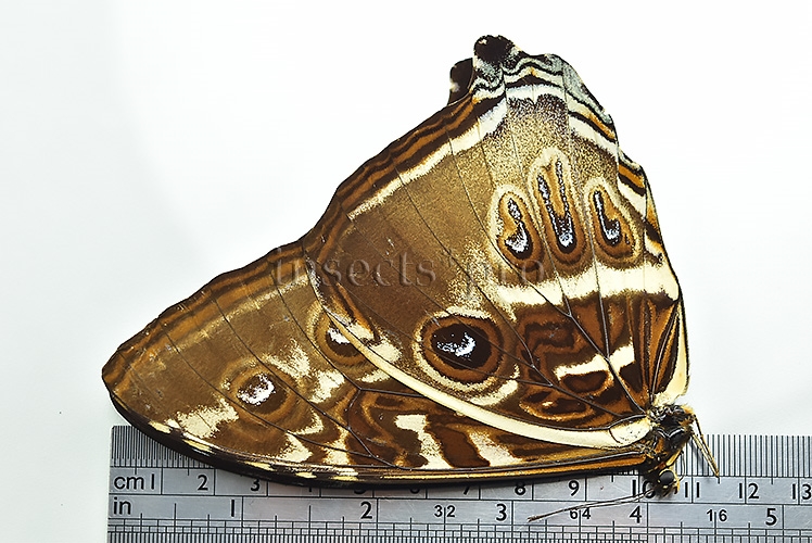Morpho cisseis gahua f. gahua ♂ GOOD PRICE - Image 3