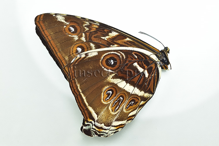 Morpho cisseis gahua f. phadena ♂ GOOD PRICE - Image 2