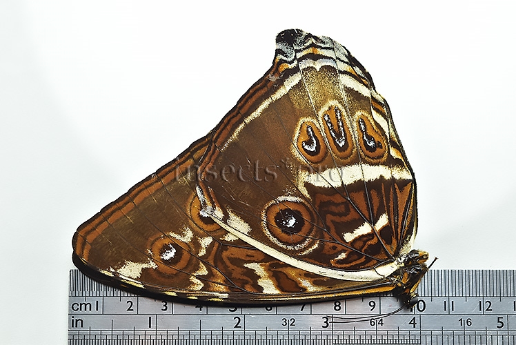 Morpho cisseis gahua f. phadena ♂ GOOD PRICE - Image 3