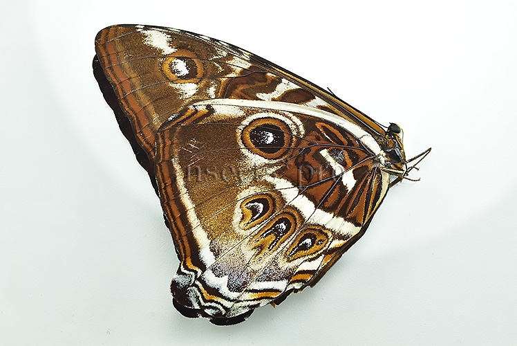 Morpho cisseis gahua f. phadena ♂ GOOD PRICE - Image 2