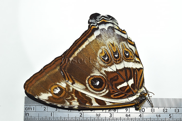 Morpho cisseis gahua f. phadena ♂ GOOD PRICE - Image 3