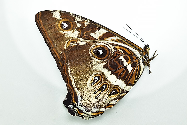 Morpho cisseis gahua f. phadena ♂ GOOD PRICE - Image 2