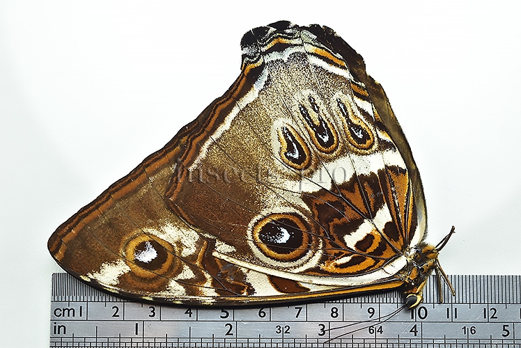 Morpho cisseis gahua f. phadena ♂ GOOD PRICE - Image 3