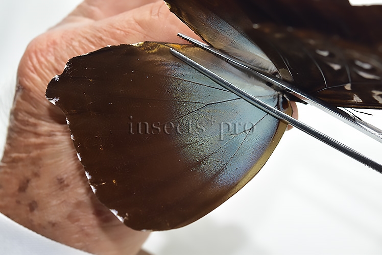 Morpho cisseis gahua f. phadena ♂ GOOD PRICE - Image 4