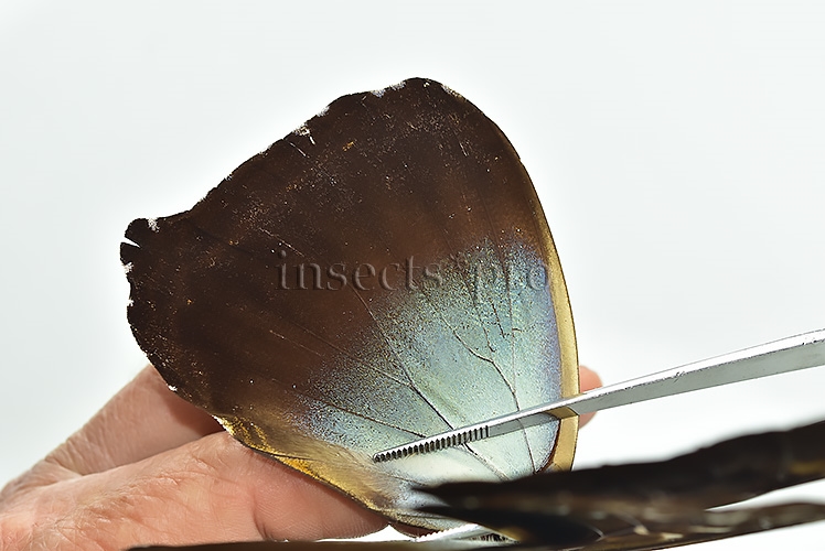 Morpho cisseis gahua f. phadena ♂ GOOD PRICE - Image 5