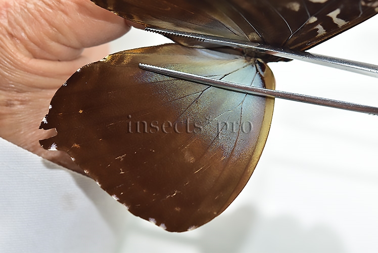 Morpho cisseis gahua f. phadena ♂ GOOD PRICE - Image 5