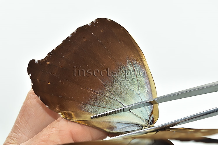 Morpho cisseis gahua f. phadena ♂ GOOD PRICE - Image 4