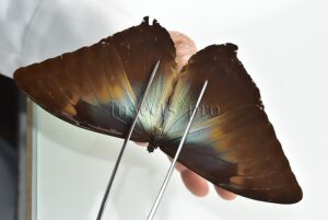 Morpho cisseis gahua f. phadena ♂ GOOD PRICE