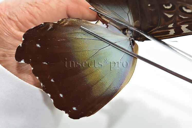 Morpho cisseis gahua f. gahua ♂ GOOD PRICE - Image 4