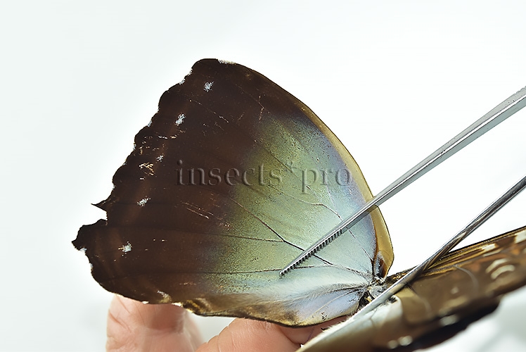 Morpho cisseis gahua f. gahua ♂ GOOD PRICE - Image 5