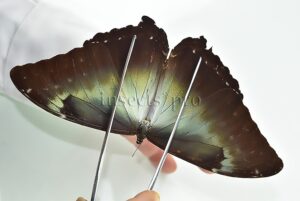 Morpho cisseis gahua f. gahua ♂ GOOD PRICE