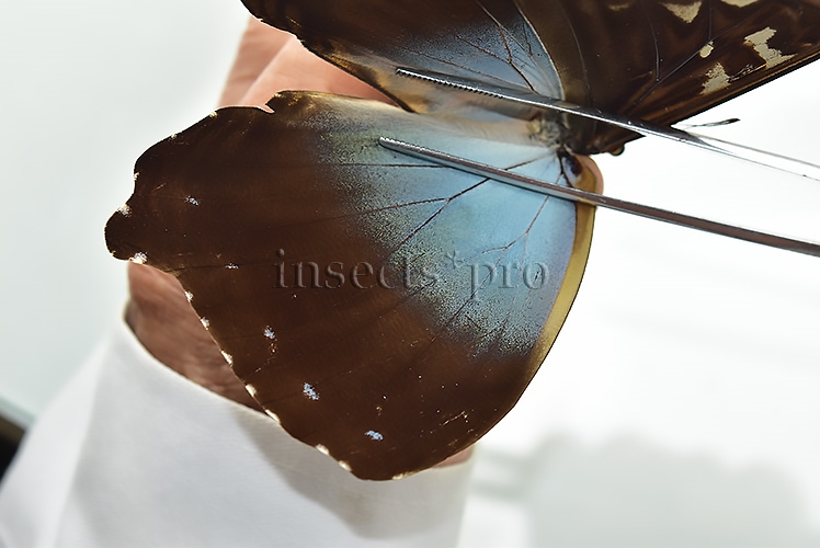 Morpho cisseis gahua f. gahua ♂ GOOD PRICE - Image 4