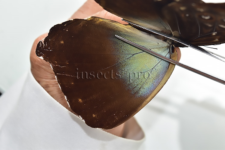Morpho cisseis gahua f. phadena ♂ GOOD PRICE - Image 4