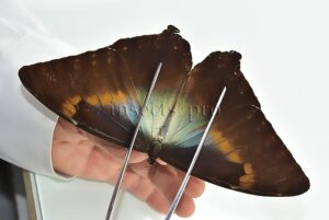 Morpho cisseis gahua f. phadena ♂ GOOD PRICE