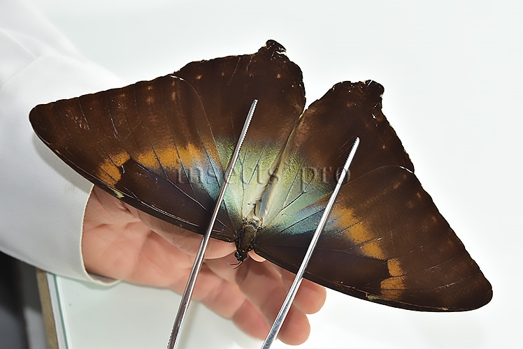 Morpho cisseis gahua f. phadena ♂ GOOD PRICE