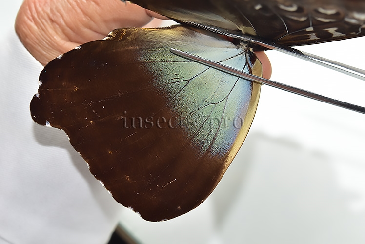 Morpho cisseis gahua f. phadena ♂ GOOD PRICE - Image 4