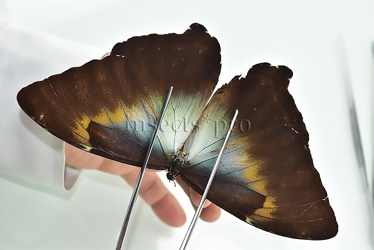 Morpho cisseis gahua f. phadena ♂ GOOD PRICE