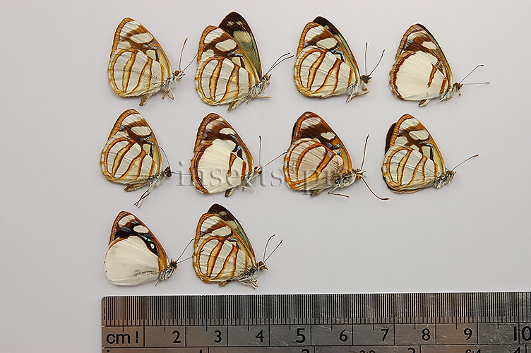 Dynamine sp. A1 ♂♀ SET of 10 sp.