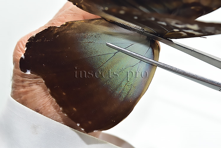 Morpho cisseis gahua f. phadena ♂ GOOD PRICE - Image 4