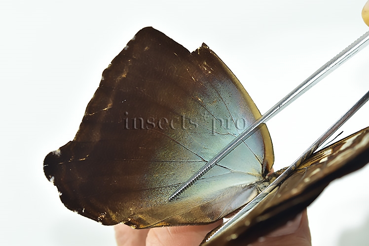Morpho cisseis gahua f. phadena ♂ GOOD PRICE - Image 5