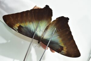 Morpho cisseis gahua f. phadena ♂ GOOD PRICE