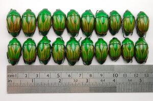 Macraspis festiva A1 ♂ SET of 20 sp.