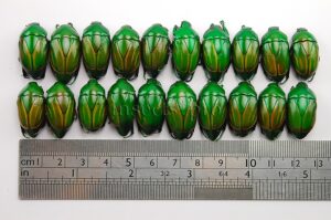 Macraspis festiva A1 ♂ SET of 20 sp.