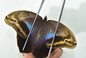 Eryphanis automedon tristis A1 ♀