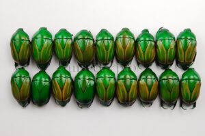 Macraspis festiva A1 ♂ SET of 18 sp.