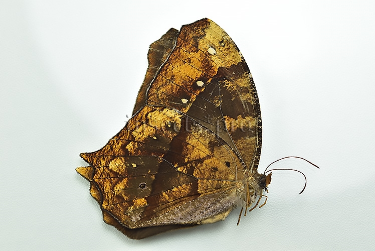 Antirrhea phasiana ♀ RARE - Image 2
