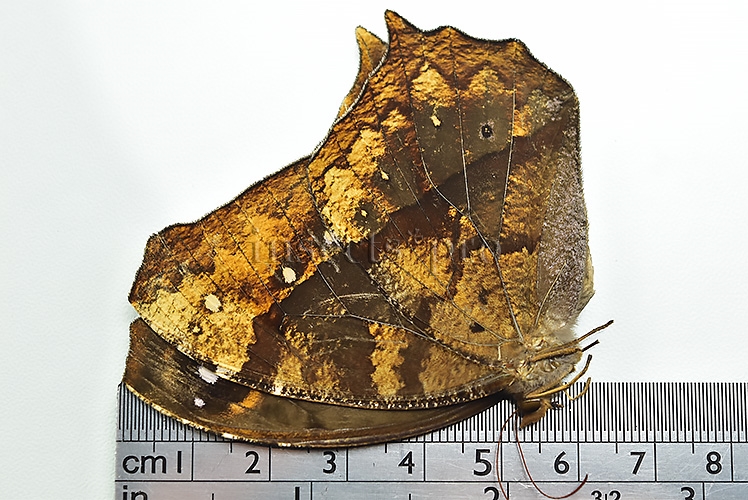 Antirrhea phasiana ♀ RARE - Image 3