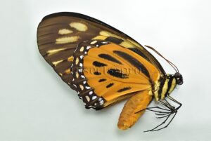 Pterourus zagreus chrysoxanthus A1 ♀