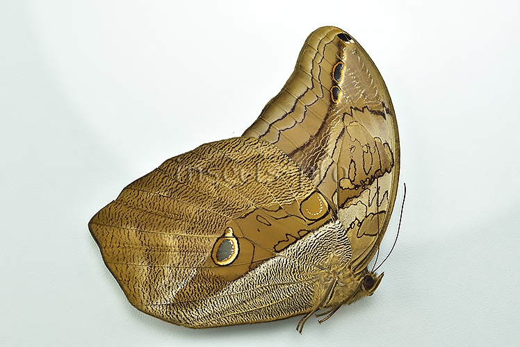 Eryphanis automedon tristis A1 ♂ INTENSIVE VIOLET FLUSH - Image 2