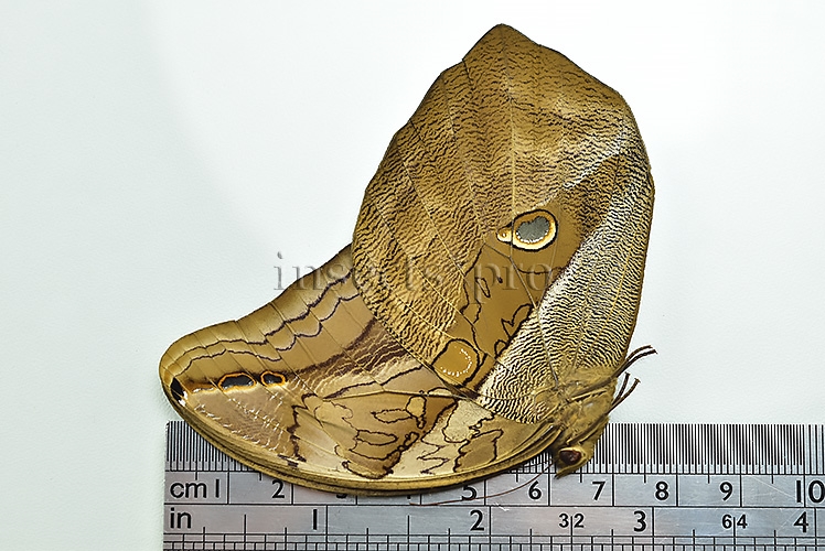 Eryphanis automedon tristis A1 ♂ INTENSIVE VIOLET FLUSH - Image 3