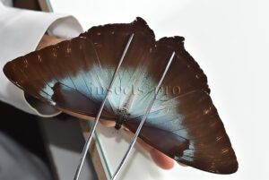Morpho cisseis gahua f. gahua ♂ GOOD PRICE