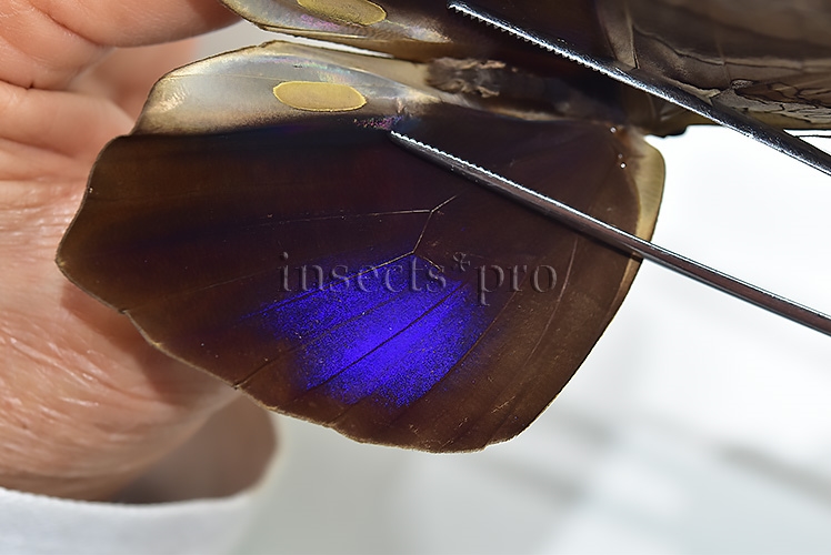 Eryphanis automedon tristis A1 ♂ INTENSIVE VIOLET FLUSH - Image 4