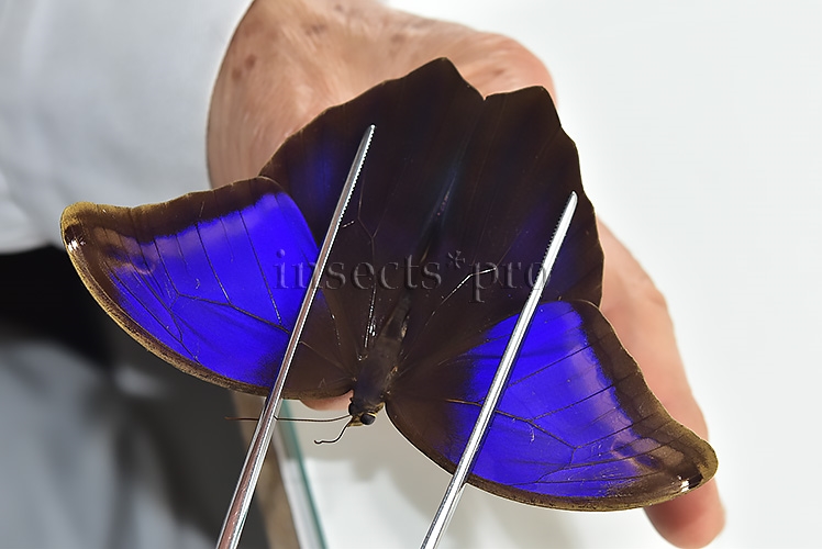 Eryphanis automedon tristis A1 ♂ INTENSIVE VIOLET FLUSH