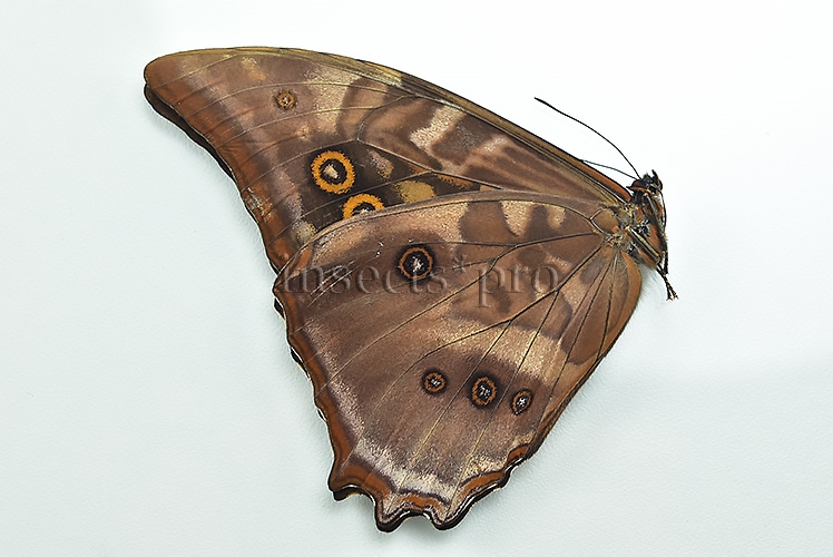 Morpho amphitryon cinereus A1 ♂ - Image 2
