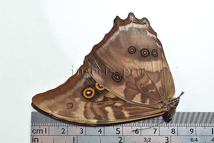 Morpho amphitryon cinereus A1 ♂ - Image 3