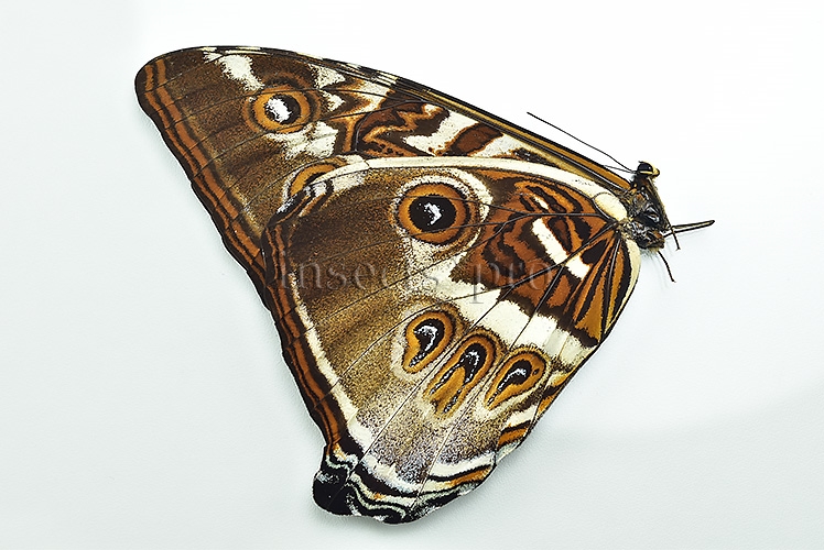 Morpho cisseis gahua f. phadena A1 ♂ - Image 2