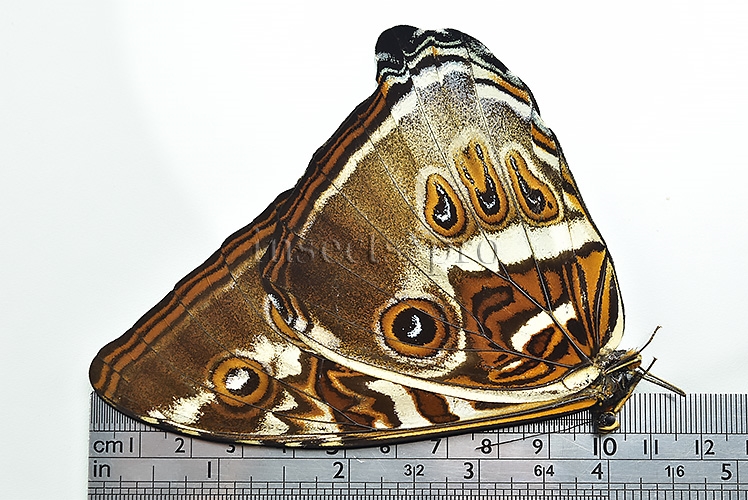 Morpho cisseis gahua f. phadena A1 ♂ - Image 3