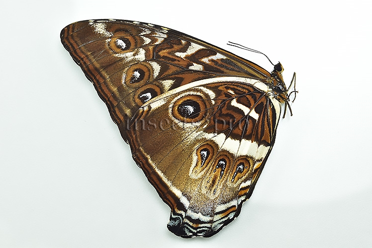Morpho cisseis gahua f. phadena A1 ♂ - Image 2